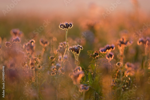 Blurred and defocused beautiful blooming purple scorpionweed (phacelia tanacetifolia) against the sunlight shortly before sunset. Violet, pink and golden hour warm colour background and wallpaper.