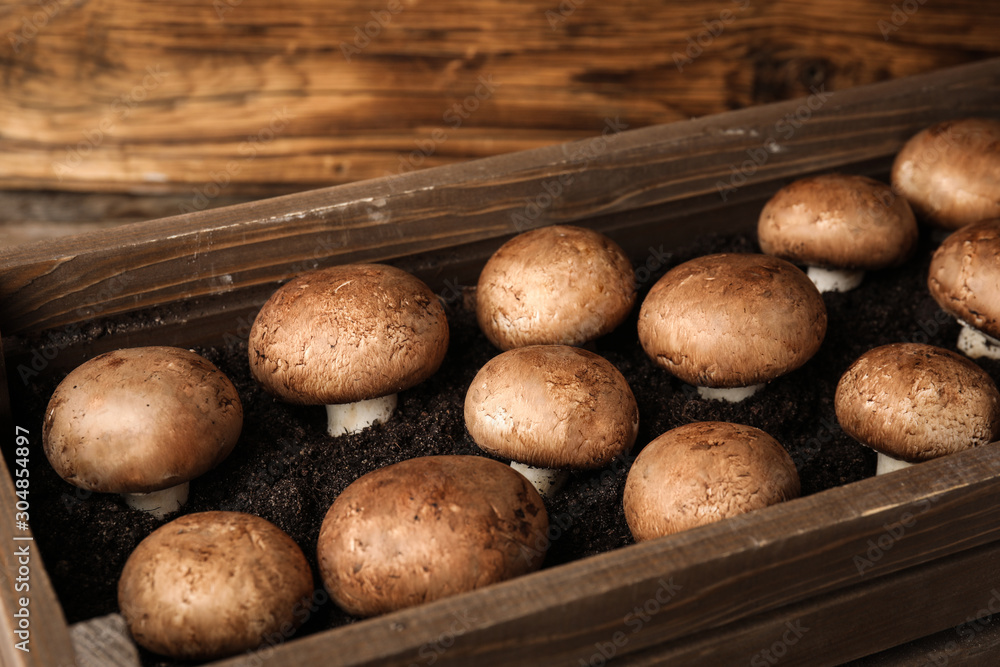 Brown champignons growing on soil in wooden crate. Mushrooms cultivation Brown champignons growing on soil in wooden crate. Mushrooms cultivation