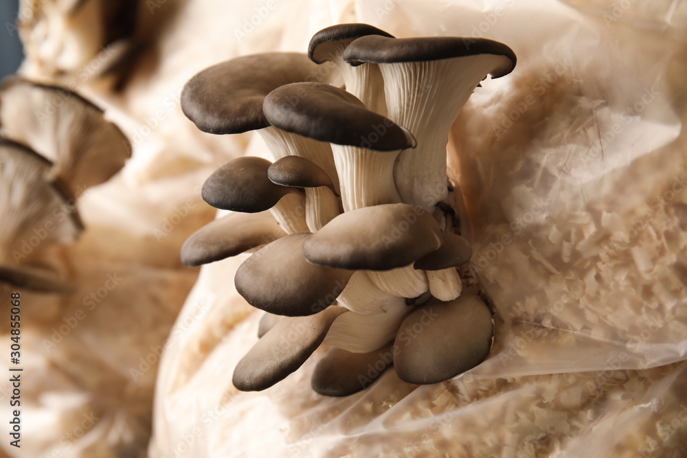 Oyster mushrooms growing in sawdust, closeup. Cultivation of fungi