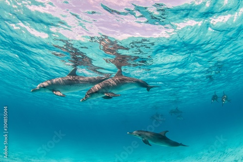 Leinwand Poster Beautiful shot of cute dolphins hanging out underwater in Bimini, Bahamas