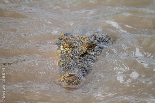  crocodiles in northern australian territory