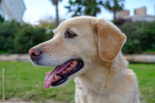 labrador retriever dog portrait open mouth blurred background © Pb