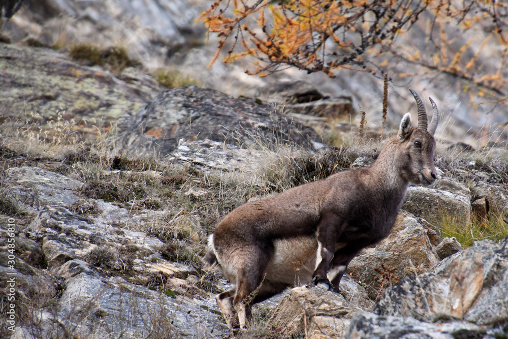 Naklejka premium The ibex in the woods