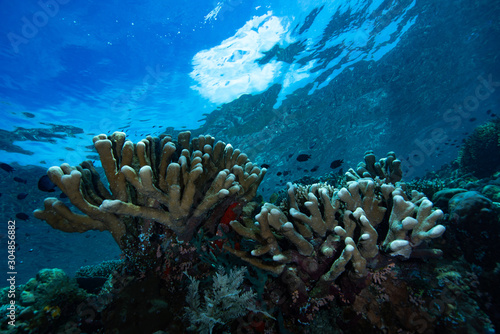 Underwater Landscape Tropical Coral Reef Bunaken Indonesia