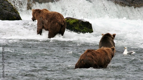 Two brosn beaqrs at the falls in Katmai