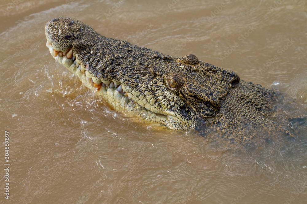 crocodiles in northern australian territory crocodiles in northern australian territory
