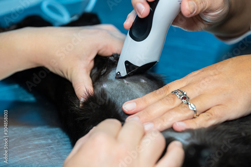 Shaving prior to a feline ovariohysterectomy