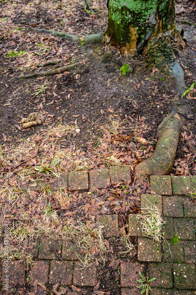 Ancient cobblestone pavement is broken by the powerful root of a tree growing nearby. Ancient cobblestone pavement is broken by the powerful root of a tree growing nearby.