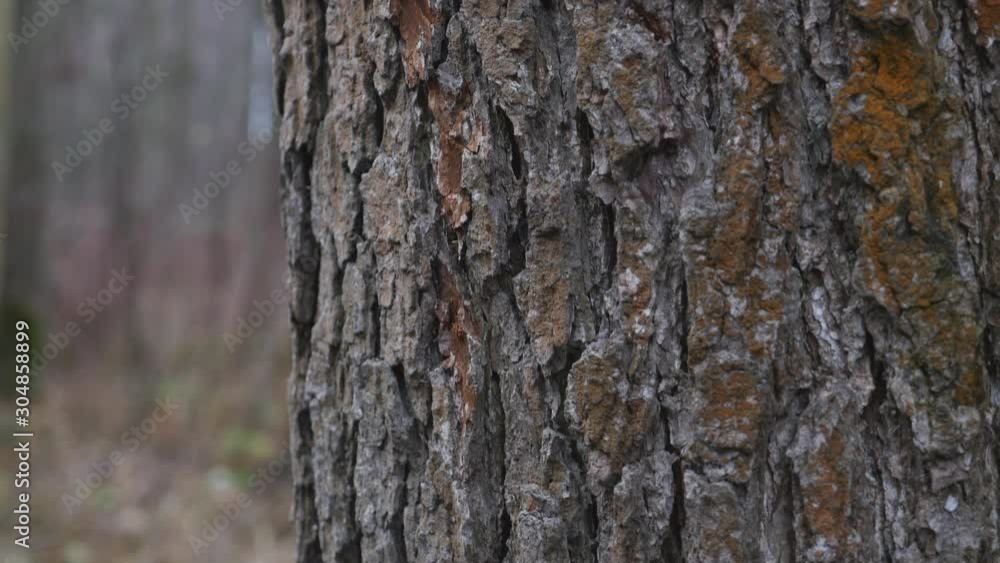 Bark Of A Tree In The Late Autumn Forest Panning Slider Shot. Bark Of A Tree In The Late Autumn Forest Panning Slider Shot.