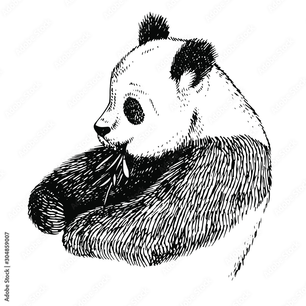 How To Draw A Realistic Panda, Draw Real Panda, Step by Step, Drawing  Guide, by finalprodigy - DragoArt