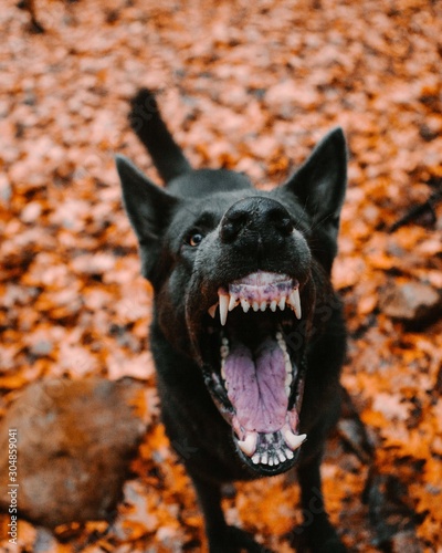 German Shepherd Puppy in Autumn Leaves Barking And Showing Teeth