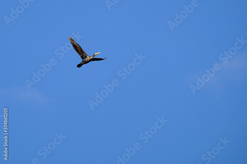 cormorant in flight