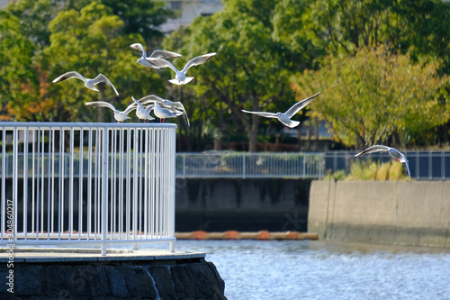 black headed gull photo