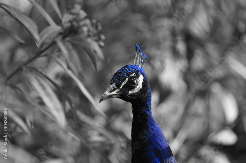 peacock pavo real en parque la paloma benalmadena malaga andalucia españa