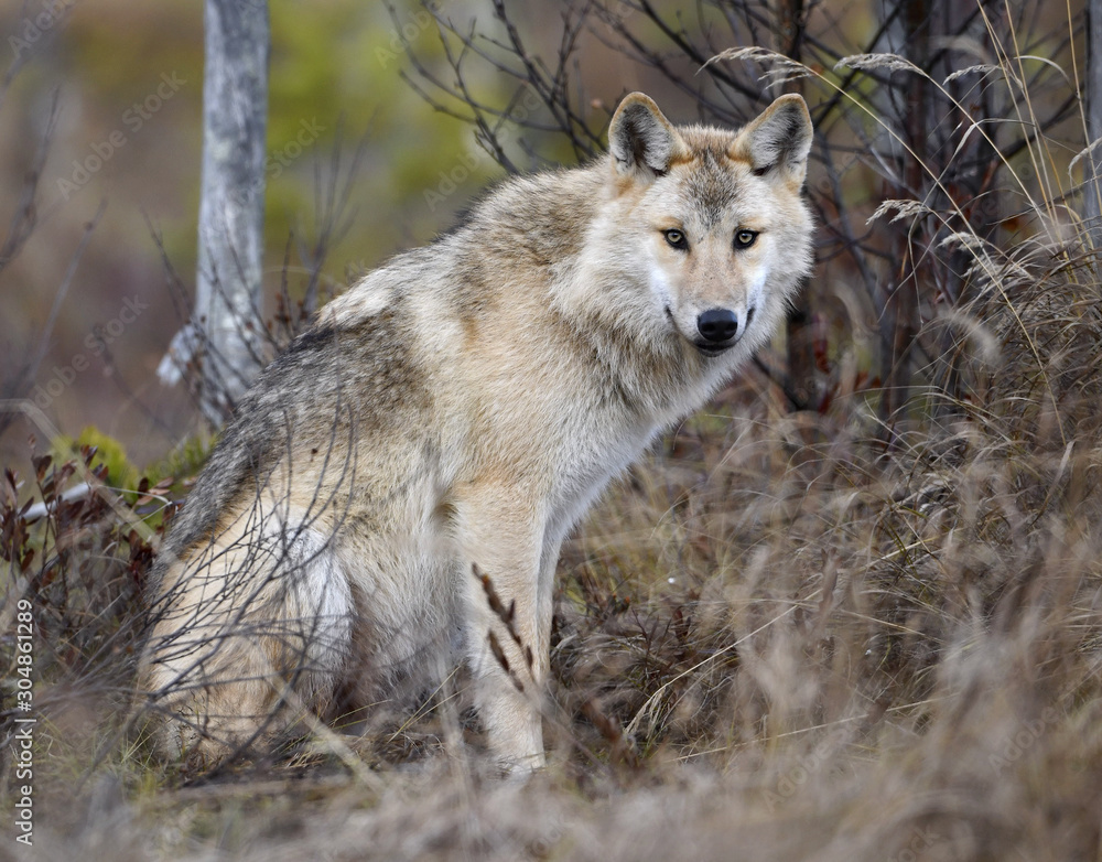 Fototapeta premium Eurasian wolf, also known as the gray or grey wolf also known as Timber wolf. Autumn forest. Scientific name: Canis lupus lupus. Natural habitat.