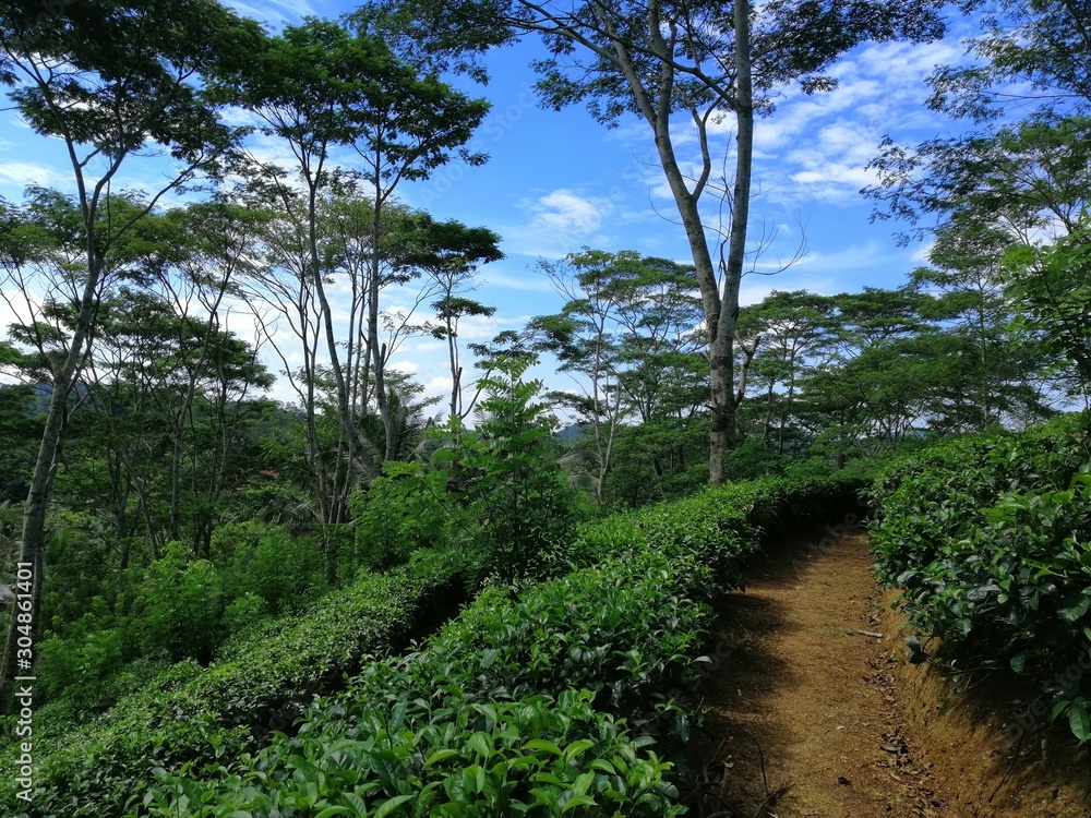 Fototapeta premium smartcapture