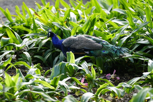 peacock pavo real en parque la paloma benalmadena malaga andalucia españa