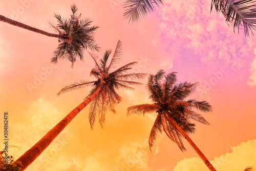 Palm trees against a blue and cloudy sky