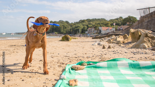 Vizsla puppy playing on the beach