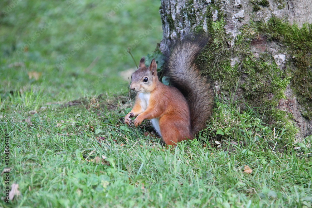 A young reddish brown squirrel with a bushy tail under a tree A young reddish brown squirrel with a bushy tail under a tree
