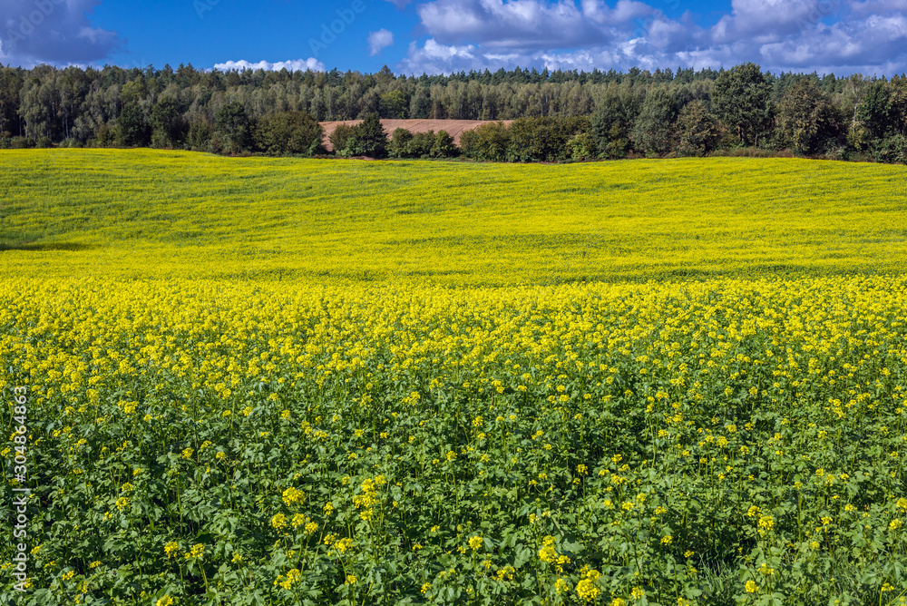 Rapeseed field on the border of Ilawa and Ostroda Counties in Poland