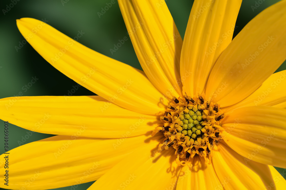 Fototapeta premium キクイモの花