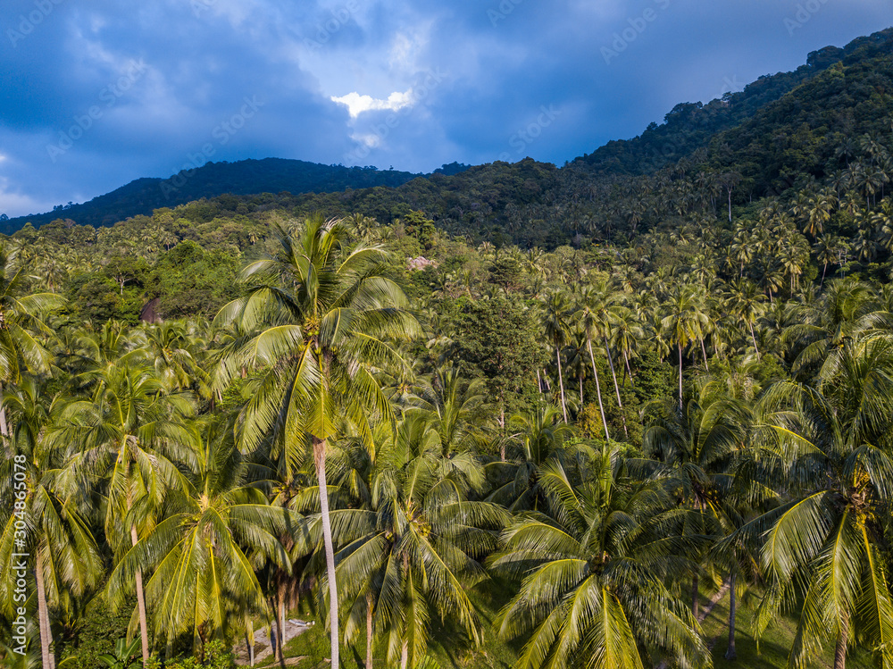 Hilly Jungle of Ko Pangan.Thailand Hilly Jungle of Ko Pangan.Thailand