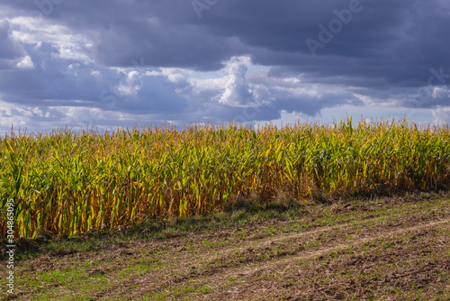 Fototapeta Naklejka Na Ścianę i Meble -  Corn field next to plowed field on the border of Ostroda and Ilawa counties, Masuria region in Poland