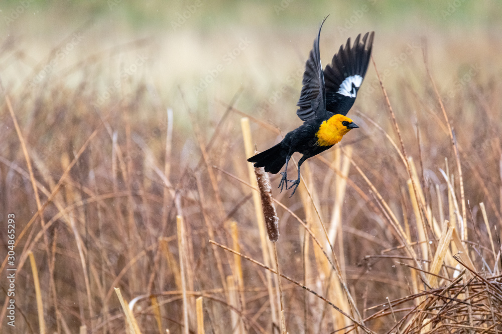 Fototapeta premium Yellow Winged Blackbird