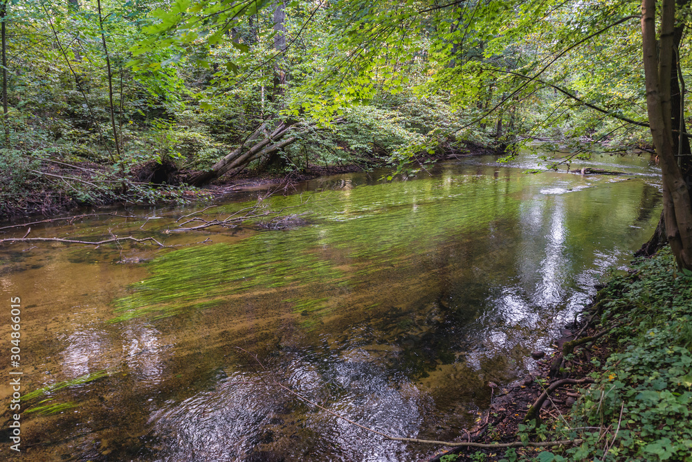 Bank of river Wel in Piekielko natural reserve, part of Welski Landscape Park in Poland Bank of river Wel in Piekielko natural reserve, part of Welski Landscape Park in Poland