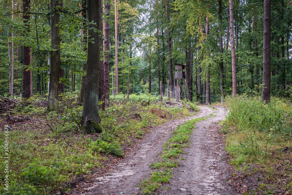 Fototapeta premium Unpaved road in Brodnica Landscape Park in the area of Brodnica Lakeland in Poland