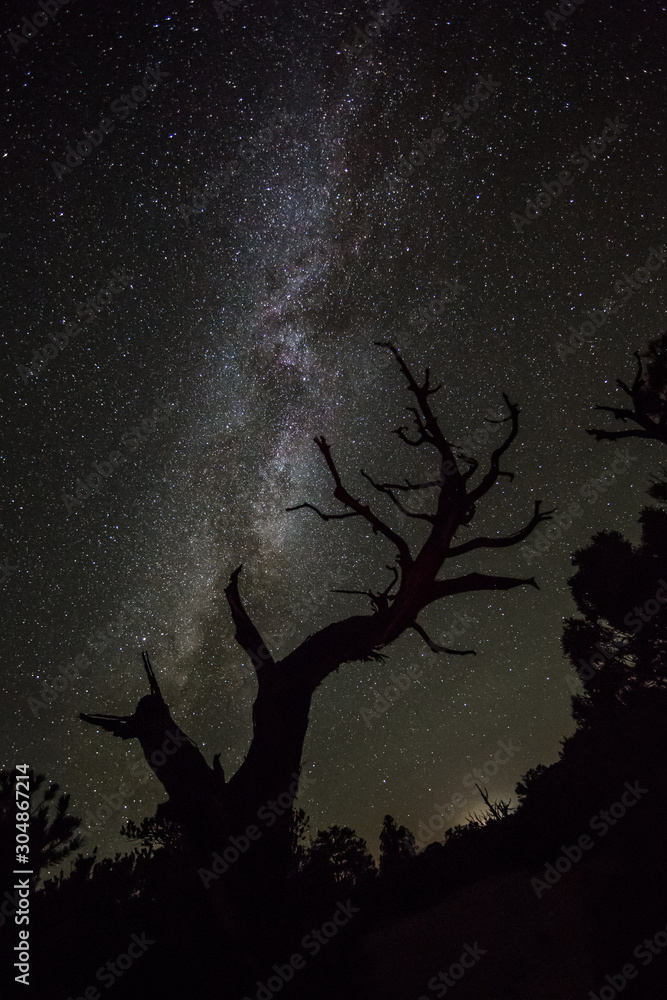 Silhouette of juniper tree against the stars of the dark night sky in Utah desert