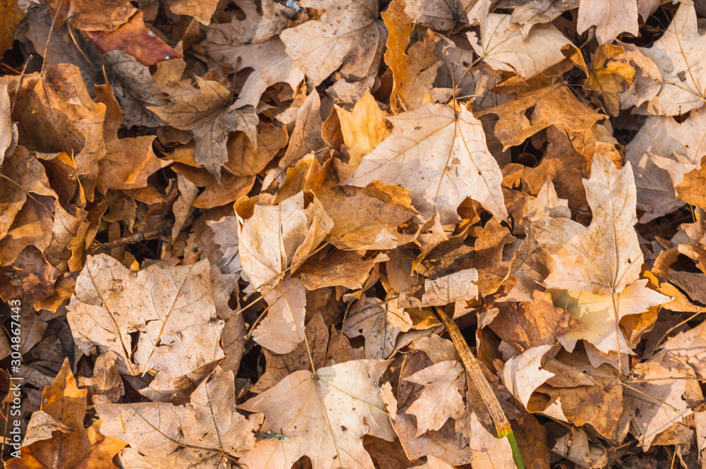 Bunch of dry maple leaves on the ground Bunch of dry maple leaves on the ground