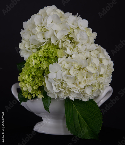 Hydrangea-83