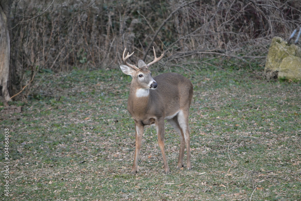 Buck and his Does Buck and his Does