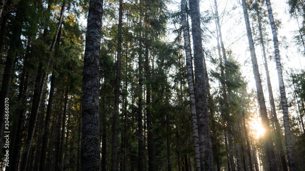 Natural forest of spruce and deciduous forest. Natural forest of spruce and deciduous forest.