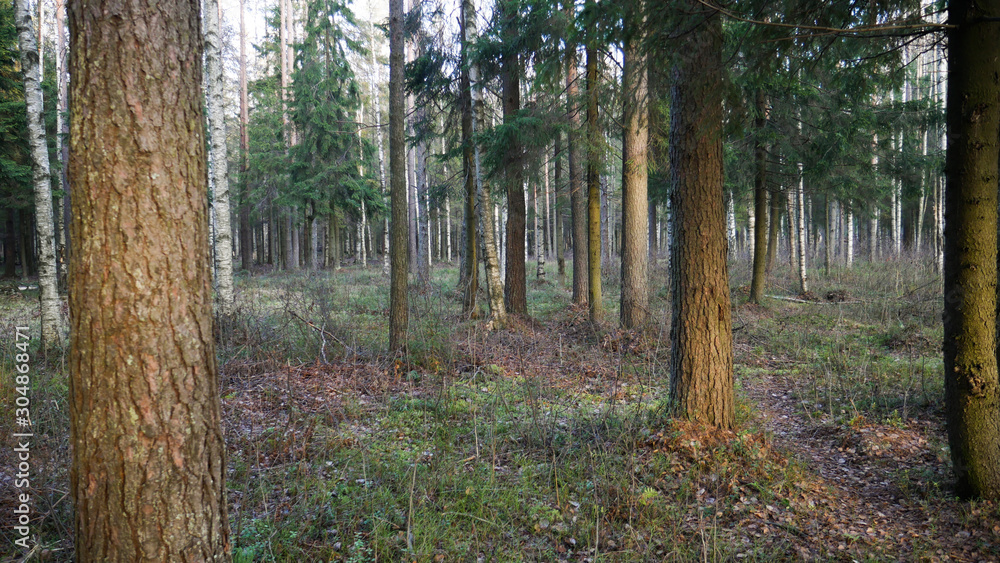 Fototapeta premium Natural forest of spruce and deciduous forest.