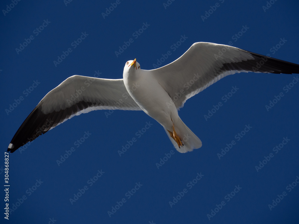 Isolated seagull soaring with blue sky background Isolated seagull soaring with blue sky background