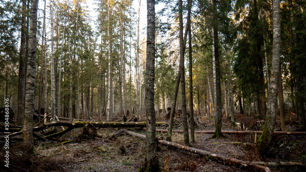 Felling Natural forest of spruce and deciduous. Felling Natural forest of spruce and deciduous.