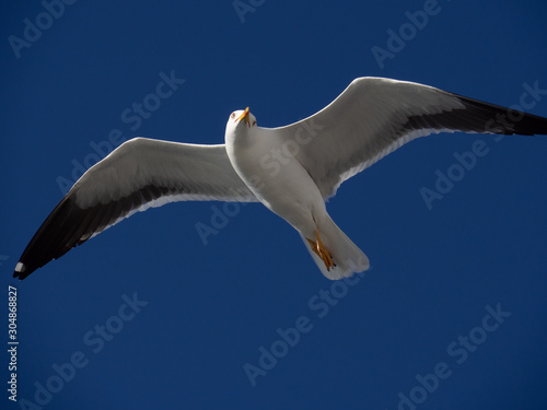 Isolated seagull soaring with blue sky background 