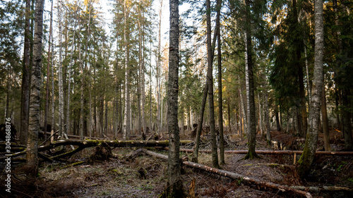  Felling Natural forest of spruce and deciduous.