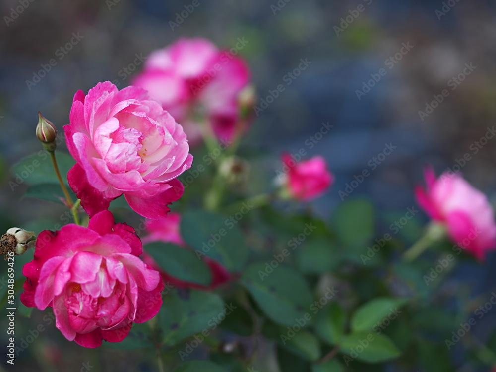 Fototapeta premium バラの花