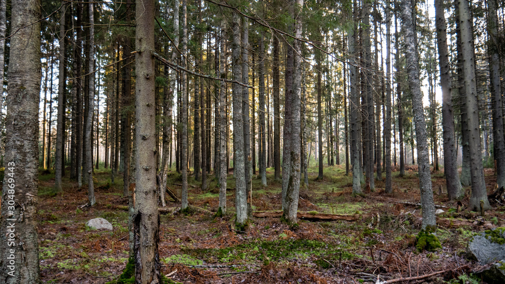 Natural forest of spruce and deciduous forest. Natural forest of spruce and deciduous forest.