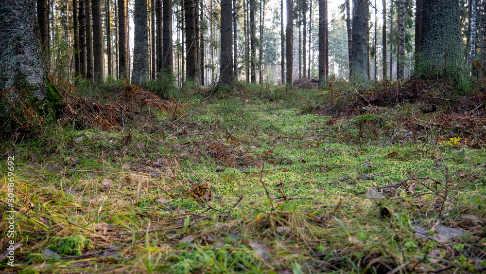 Natural forest of spruce and deciduous forest. Natural forest of spruce and deciduous forest.