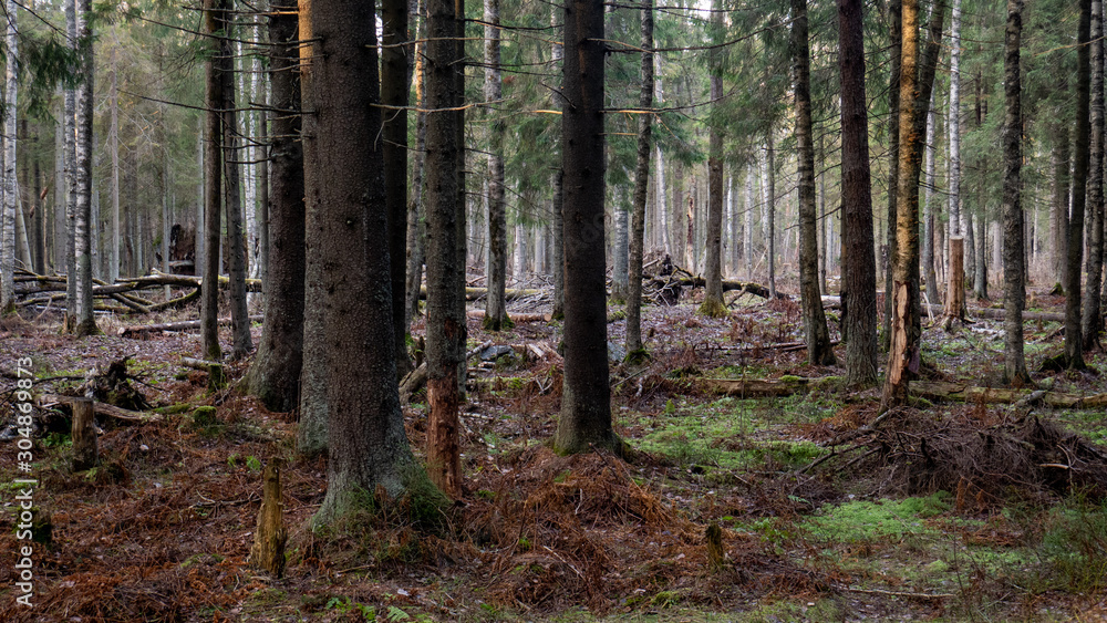 Natural forest of spruce and deciduous forest. Natural forest of spruce and deciduous forest.