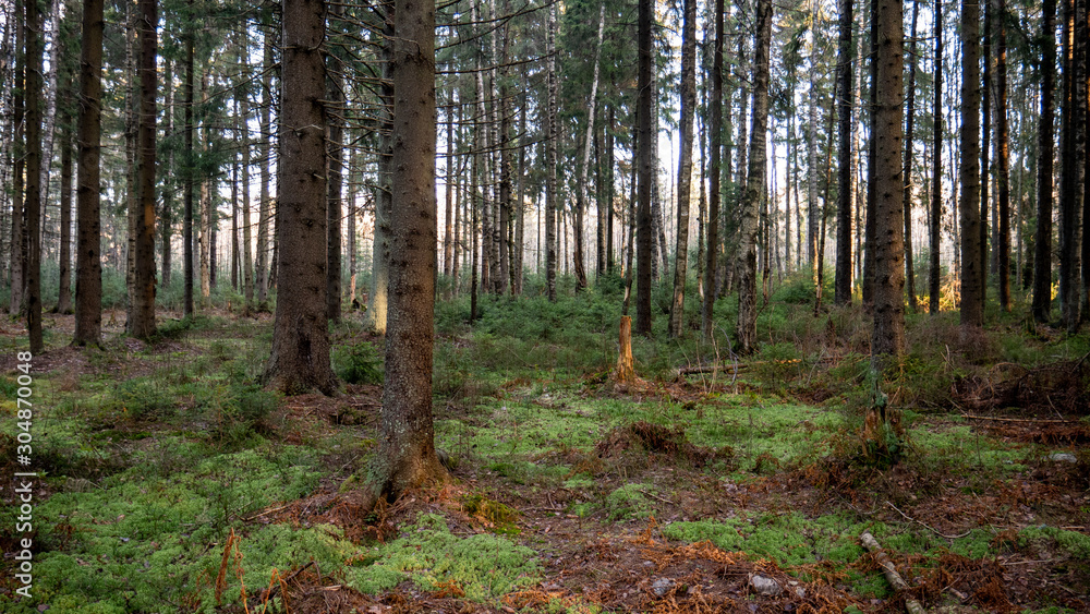 Natural forest of spruce and deciduous forest. Natural forest of spruce and deciduous forest.