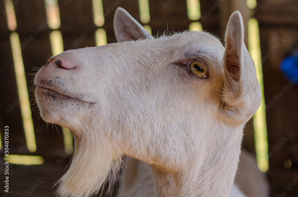 Fototapeta premium cabra