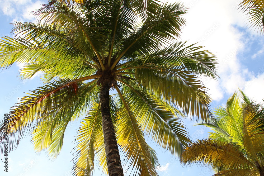 Fototapeta premium Palm Tree