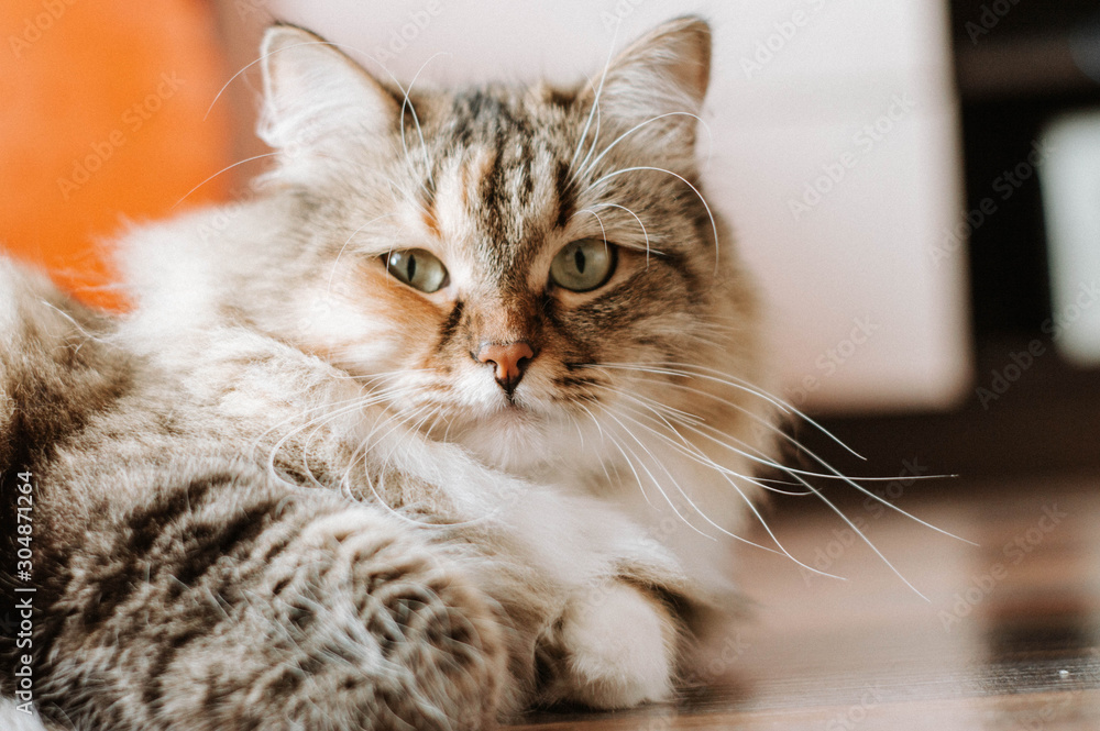 fluffy cat mottled color lies on the floor. Day outside the window. Cat resting in the apartment. Tortoiseshell color. Red fitness ball.