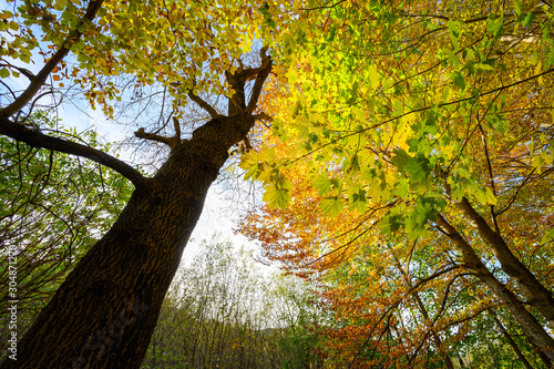 Autumn in the natural park of Montseny ( Catalonia,Spain)